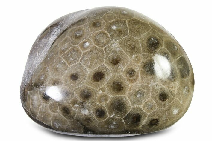 Large, Polished Petoskey Stone (Fossil Coral) - Michigan #322886